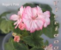 dimetris.com.ua:альбомы:sweet:ragers_pink.jpg