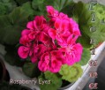 dimetris.com.ua:альбомы:sweet:raspberry_eyes.jpg