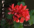 dimetris.com.ua:альбомы:sweet:red_ice.jpg