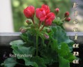 dimetris.com.ua:альбомы:sweet:red_pandora.jpg