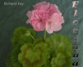 dimetris.com.ua:альбомы:sweet:richard_key.jpg
