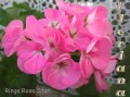 dimetris.com.ua:альбомы:sweet:ringo_rose_star.jpg