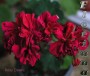 dimetris.com.ua:альбомы:sweet:rosy_down.jpg