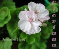 dimetris.com.ua:альбомы:sweet:samantha_stamp.jpg