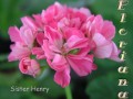 dimetris.com.ua:альбомы:sweet:sister_henry.jpg