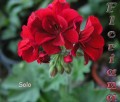 dimetris.com.ua:альбомы:sweet:solo.jpg
