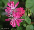 dimetris.com.ua:альбомы:sweet:st.lawrence.jpg