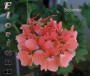 dimetris.com.ua:альбомы:sweet:susanne.jpg