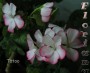 dimetris.com.ua:альбомы:sweet:tatoo.jpg