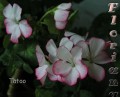 dimetris.com.ua:альбомы:sweet:tatoo.jpg