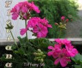 dimetris.com.ua:альбомы:sweet:tiffany-96.jpg