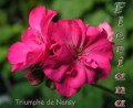 dimetris.com.ua:альбомы:sweet:triumphe_de_nansy.jpg