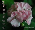 dimetris.com.ua:альбомы:sweet:tweenaway.jpg