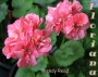 dimetris.com.ua:альбомы:sweet:wendy_read.jpg