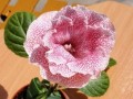 dimetris.com.ua:альбомы:tatianavna:история_любви.jpg
