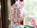 dimetris.com.ua:альбомы:tatianavna:фаленопсис.jpg