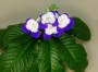 dimetris.com.ua:альбомы:tatianavna:fleischle_roulette_azur.jpg