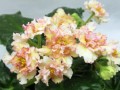 dimetris.com.ua:альбомы:tatianavna:sunkissed_rose_llg.jpg