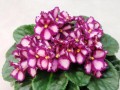 dimetris.com.ua:альбомы:tatianavna:ultra_violet_saturn.jpg
