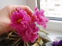dimetris.com.ua:альбомы:vitochka77:ек_богиня_красоты.jpg