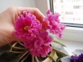 dimetris.com.ua:альбомы:vitochka77:ек_богиня_красоты.jpg