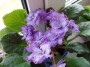 dimetris.com.ua:альбомы:vitochka77:blue_dragon.jpg