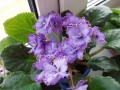dimetris.com.ua:альбомы:vitochka77:blue_dragon.jpg