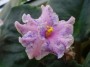 dimetris.com.ua:альбомы:vitochka77:fredetts_summer_showers.jpg