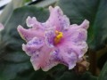 dimetris.com.ua:альбомы:vitochka77:fredetts_summer_showers.jpg