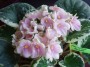dimetris.com.ua:альбомы:vitochka77:mas_easter_parade.jpg