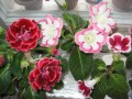 dimetris.com.ua:альбомы:yarmak-viktoriya:глоксинии.jpg