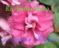dimetris.com.ua:альбомы:yarmak-viktoriya:ек-бабье_лето.jpg