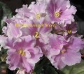 dimetris.com.ua:альбомы:yarmak-viktoriya:ек-пасхальный_букет.jpg