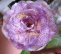 dimetris.com.ua:альбомы:yarmak-viktoriya:ес-фурор.jpg