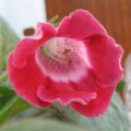 dimetris.com.ua:альбомы:yarmak-viktoriya:земляничка.jpg