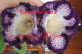 dimetris.com.ua:альбомы:yarmak-viktoriya:киевляночка.jpg