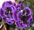 dimetris.com.ua:альбомы:yarmak-viktoriya:нг-негритяночка.jpg