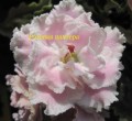 dimetris.com.ua:альбомы:yarmak-viktoriya:розовая_пантера.jpg