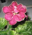 dimetris.com.ua:альбомы:yarmak-viktoriya:спаклберри.jpg