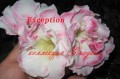 dimetris.com.ua:альбомы:yarmak-viktoriya:exception.jpg