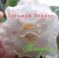 dimetris.com.ua:альбомы:yarmak-viktoriya:triumph_tender.jpg