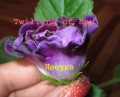 dimetris.com.ua:альбомы:yarmak-viktoriya:twilling_of_day.jpg
