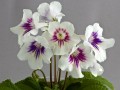dimetris.com.ua:загрузки:078.jpg