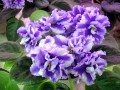 dimetris.com.ua:загрузки:dopfoto:kentavr.jpg
