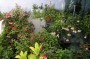 dimetris.com.ua:загрузки:fuchsii:myfuchsii.jpg