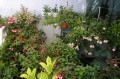 dimetris.com.ua:загрузки:fuchsii:myfuchsii.jpg