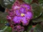 dimetris.com.ua:загрузки:govorim_o_sortah:itchi_stitches_flowers.jpg