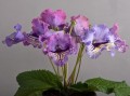 dimetris.com.ua:загрузки:stattya_silvia:ds-beloved.jpg