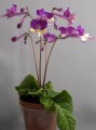 dimetris.com.ua:загрузки:stattya_silvia:silvia-2.jpg