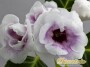 dimetris.com.ua:каталог:lavender-morning.jpg
